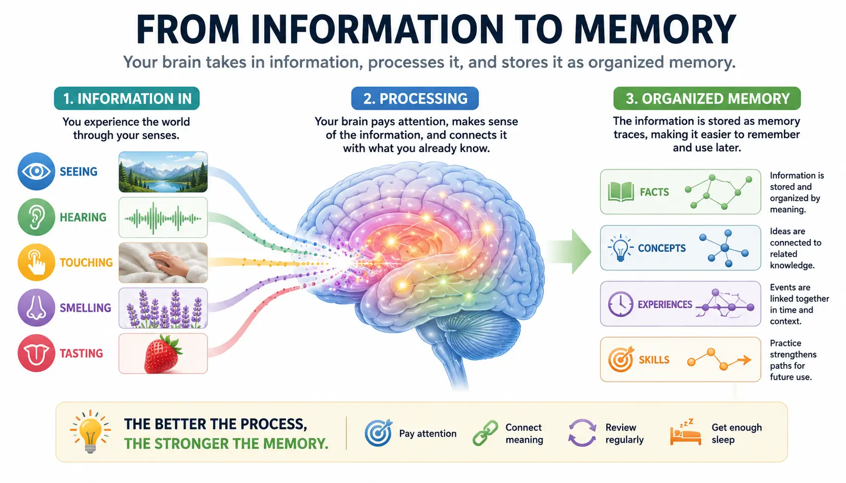 Memory encoding illustration showing information being processed and transformed into long-term memory traces.