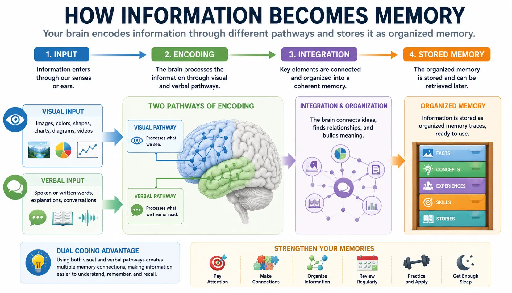 Memory encoding strengthened through visual and verbal learning pathways using dual coding principles.