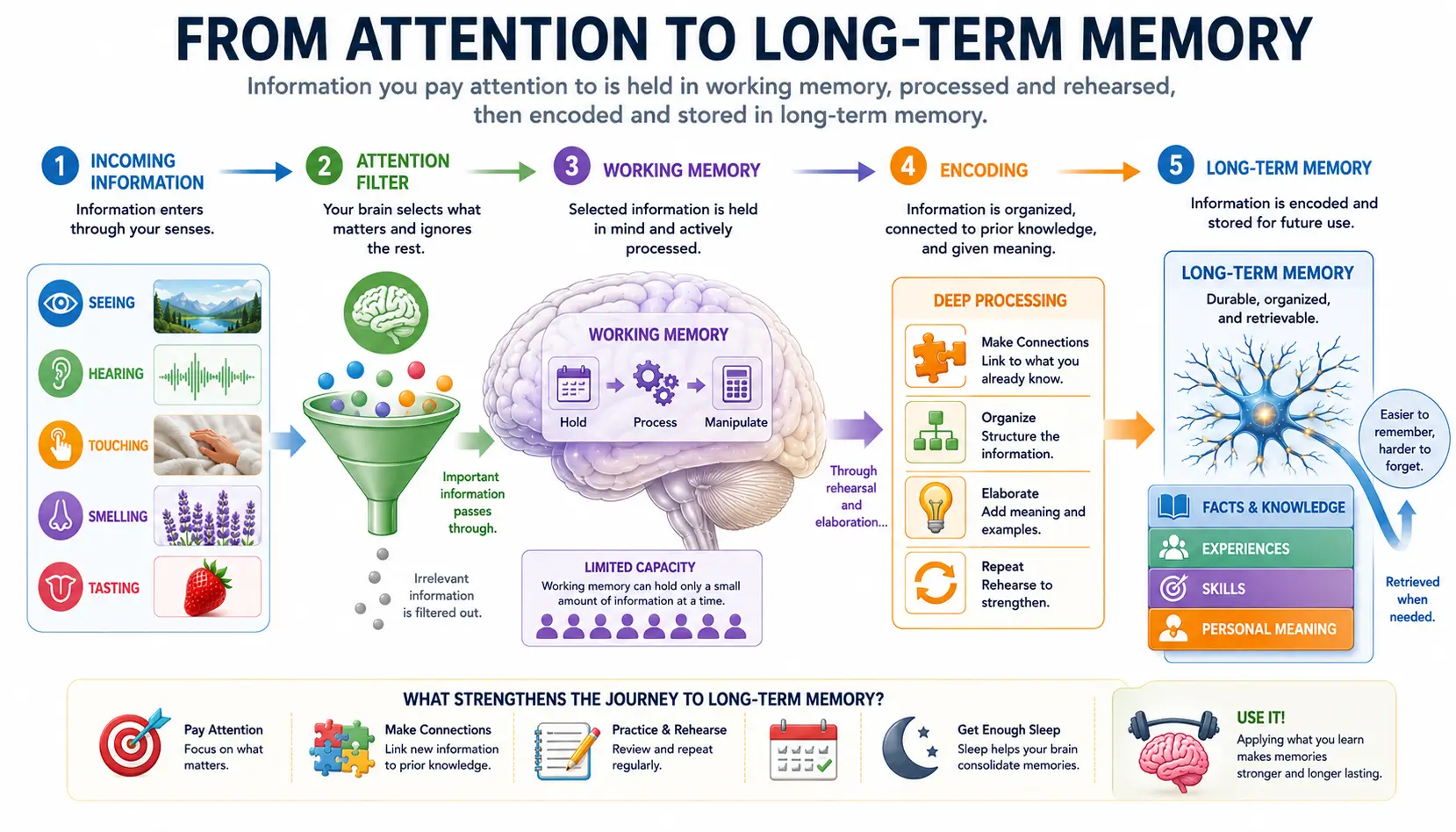 Memory encoding process showing information progressing from attention into long-term memory formation.