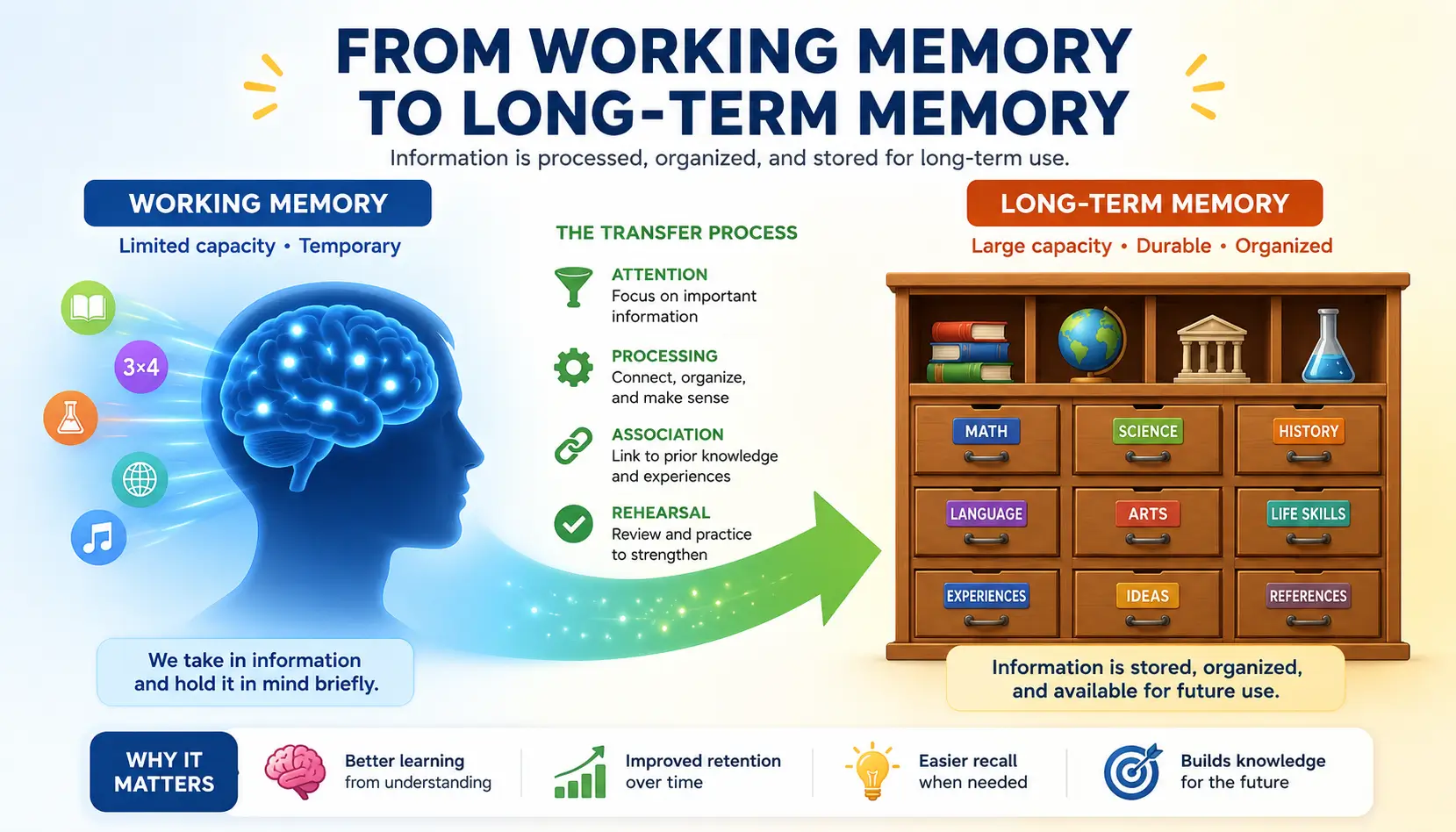 Working memory transferring information into long-term memory through learning and memory consolidation.
