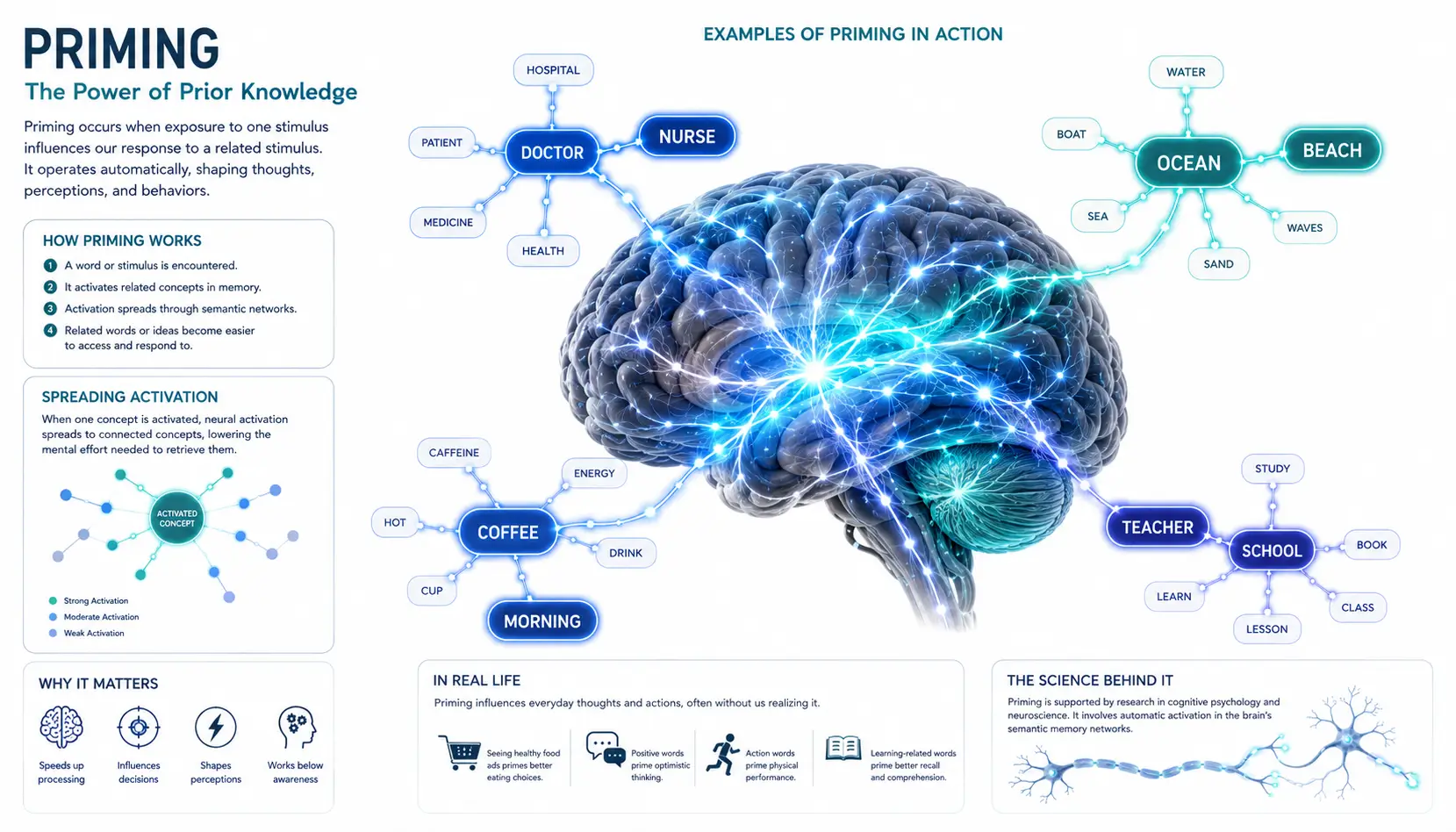 Scientific illustration showing spreading activation in priming with interconnected neural pathways linking related concepts inside the human brain.